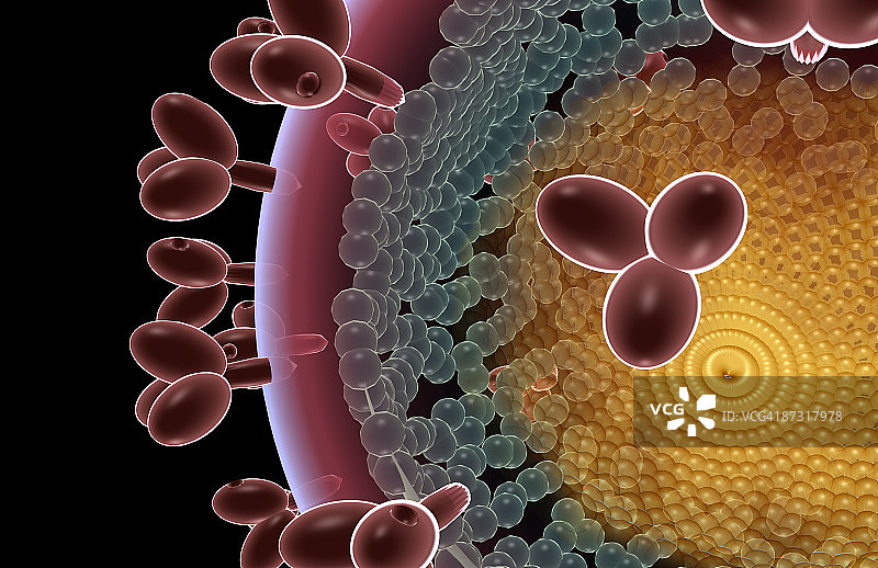 艾滋病毒结构图片素材