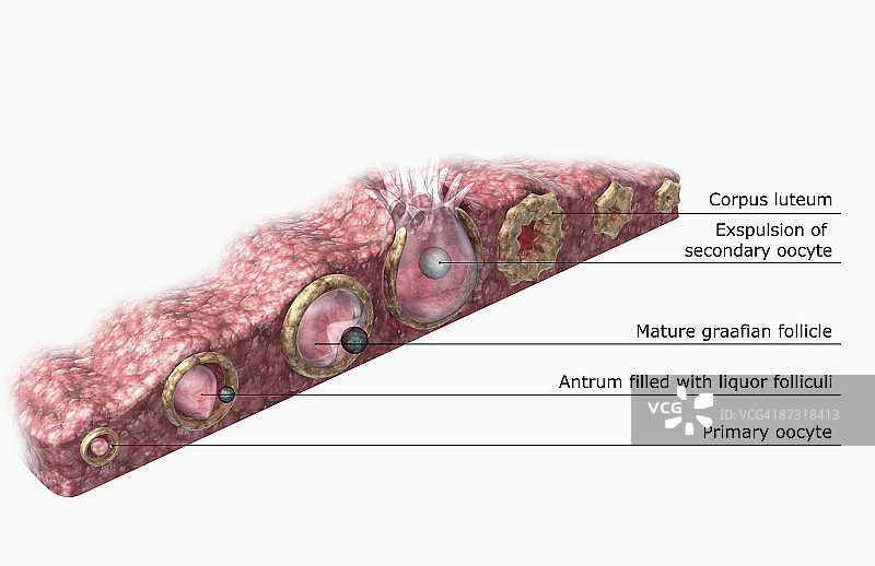 卵泡发生和卵子发生图片素材