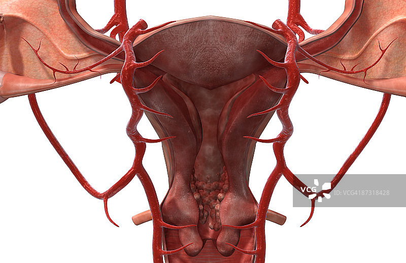 女性生殖系统动脉图片素材