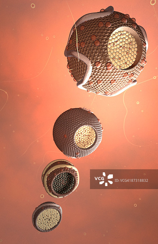 高密度脂蛋白图片素材