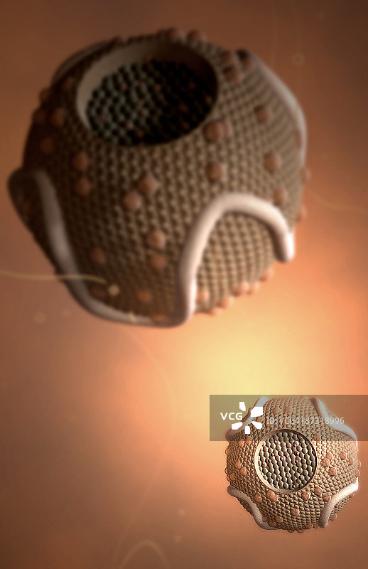 高密度脂蛋白图片素材