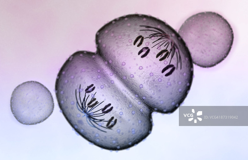 有丝分裂图片素材