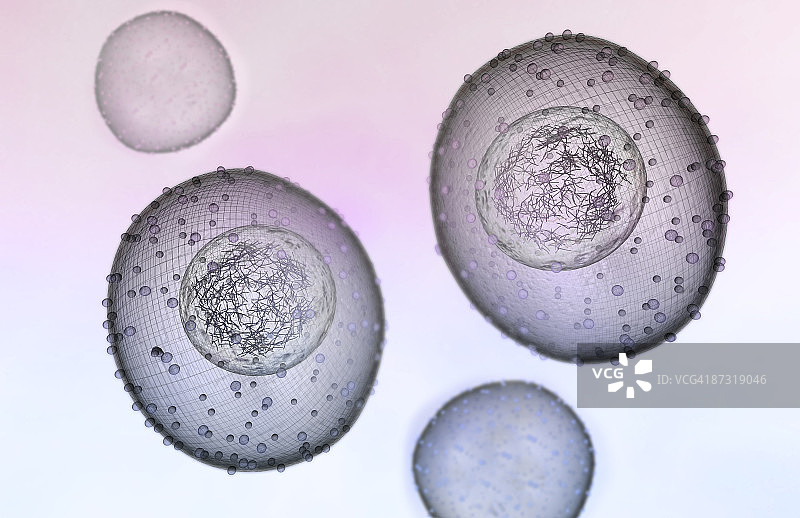 有丝分裂图片素材