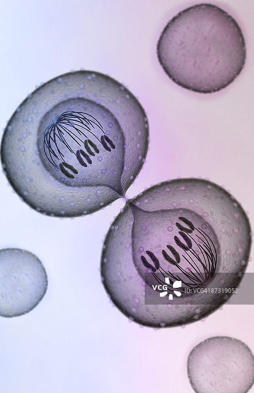 有丝分裂图片素材