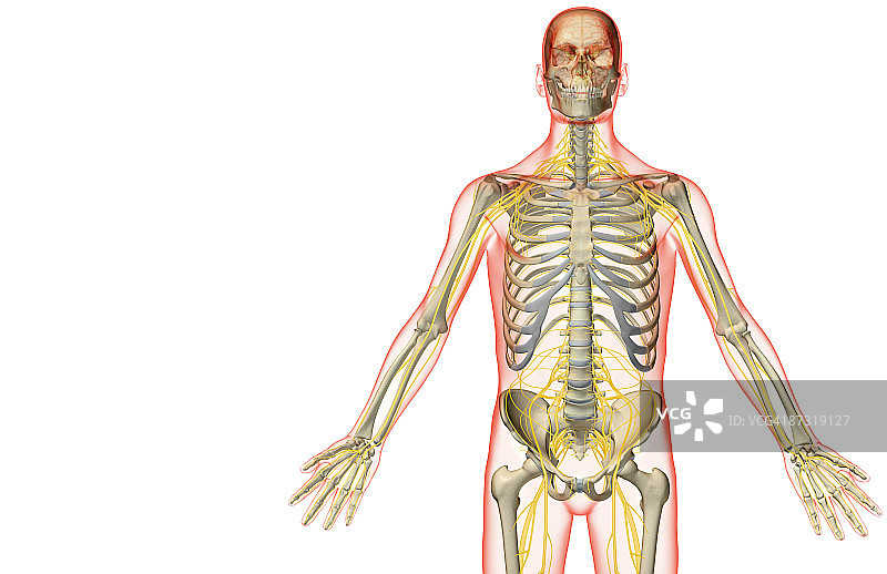 支配上半身的神经图片素材