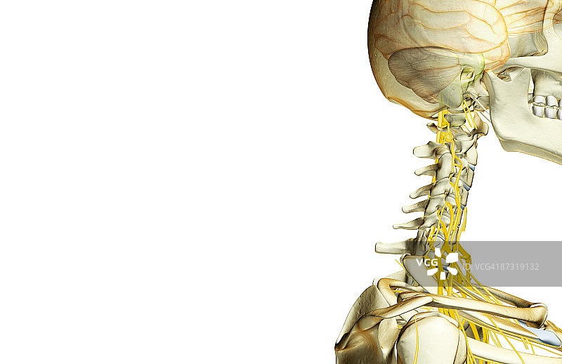 头颈部的神经分布图片素材