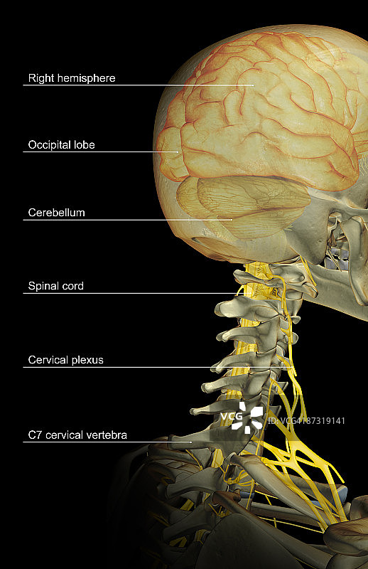 大脑与颈神经图片素材