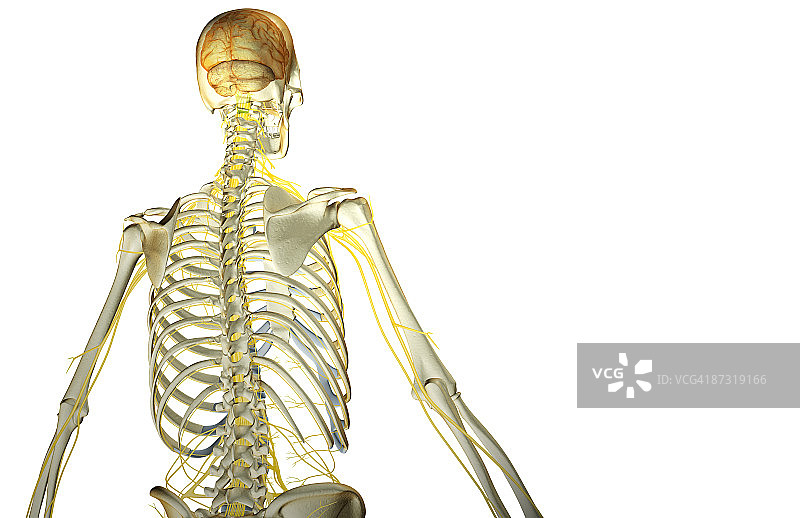 支配上半身的神经图片素材