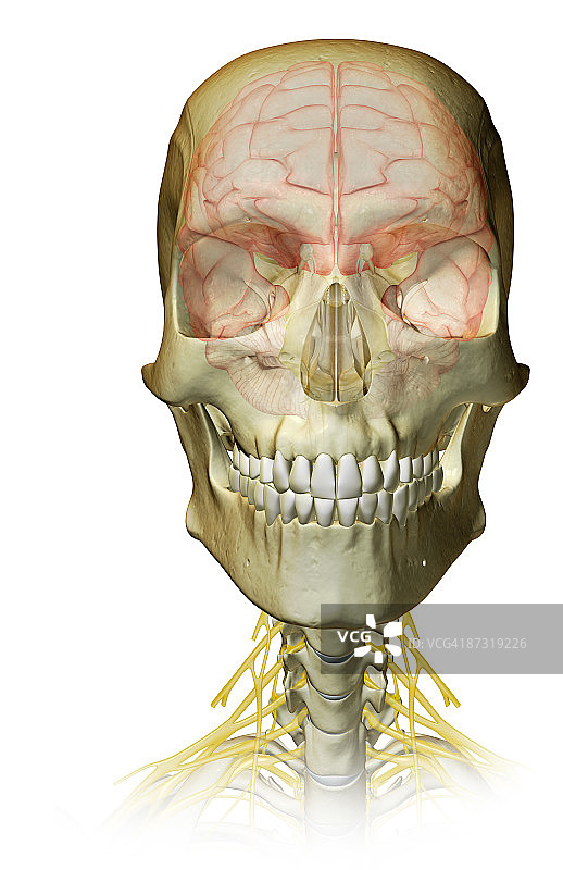 大脑和颈神经图片素材