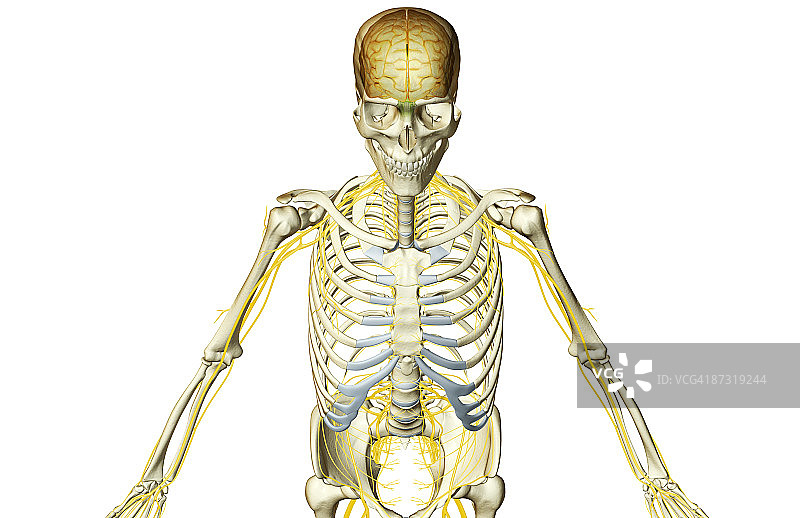 支配上半身的神经图片素材