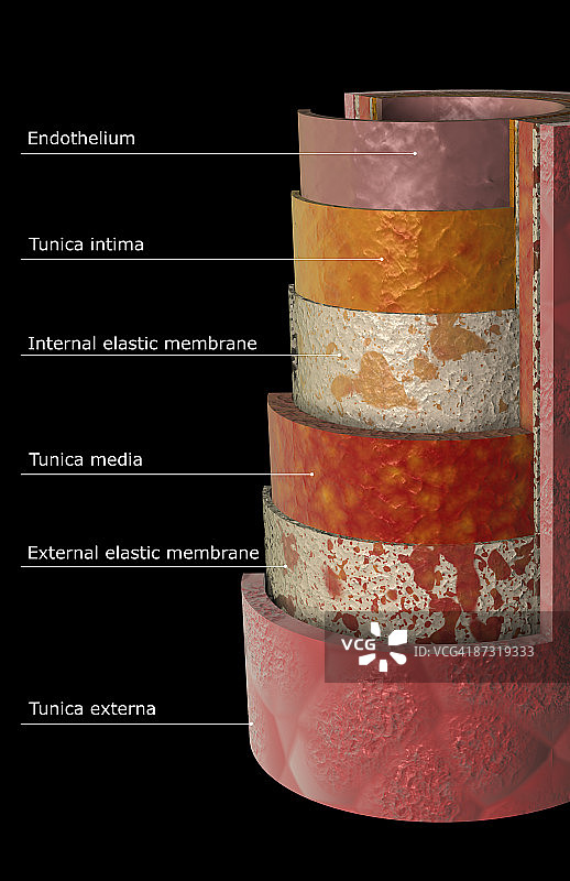 动脉壁图片素材