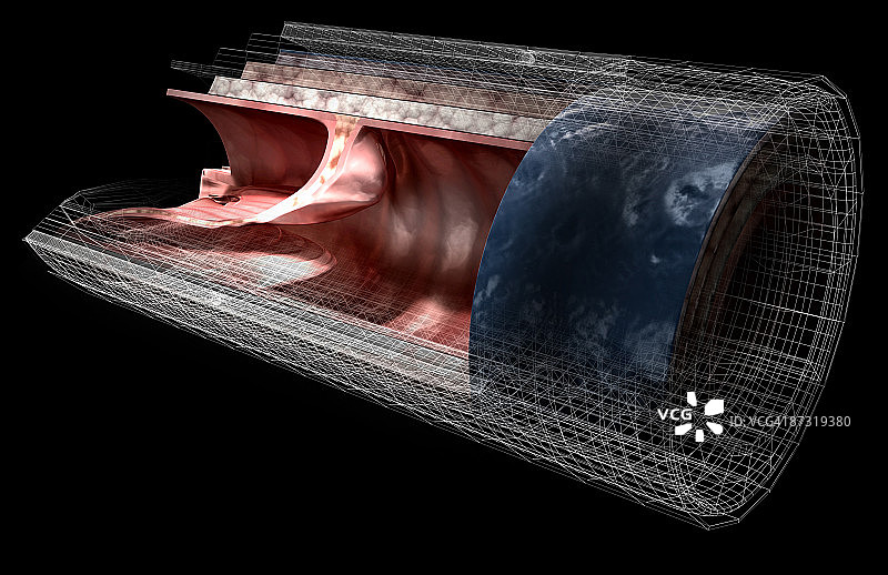 静脉壁结构图片素材