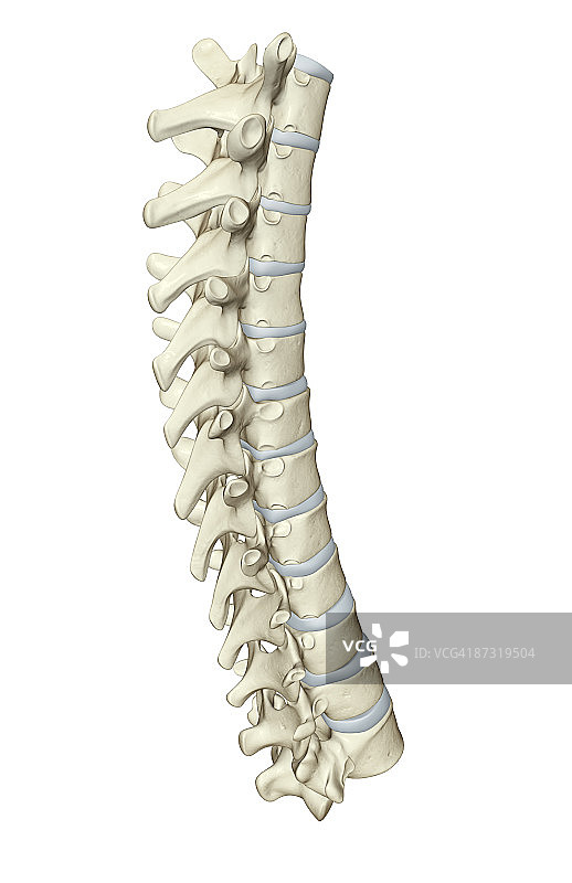 脊柱图片素材
