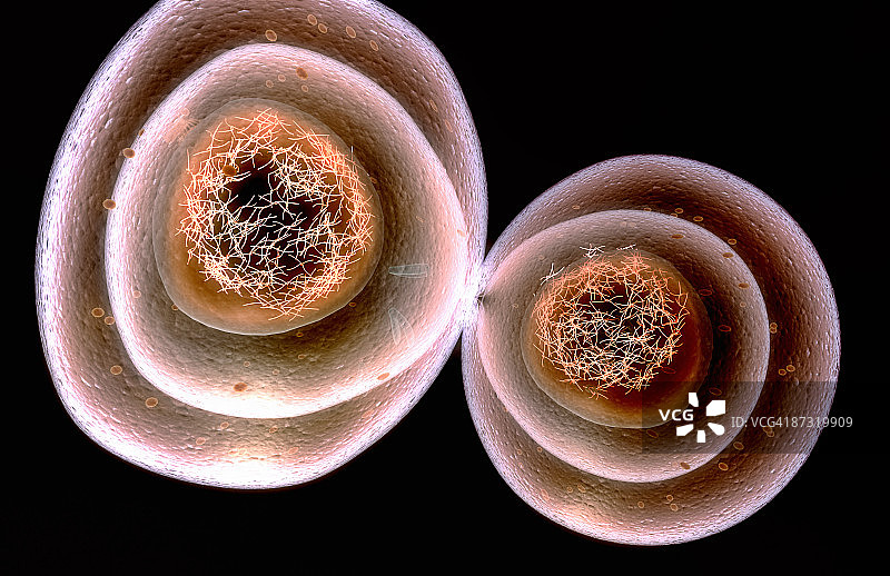 有丝分裂图片素材