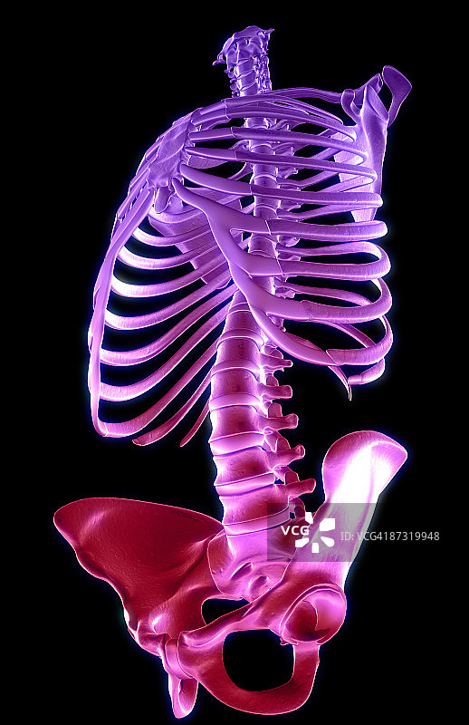 躯干骨骼图片素材