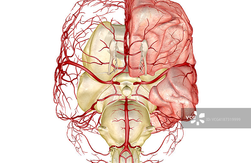 威利斯环图片素材