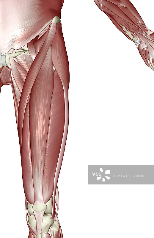 大腿肌肉图片素材