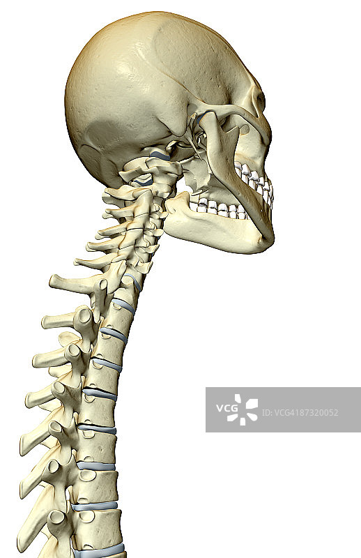 脊椎和头骨图片素材