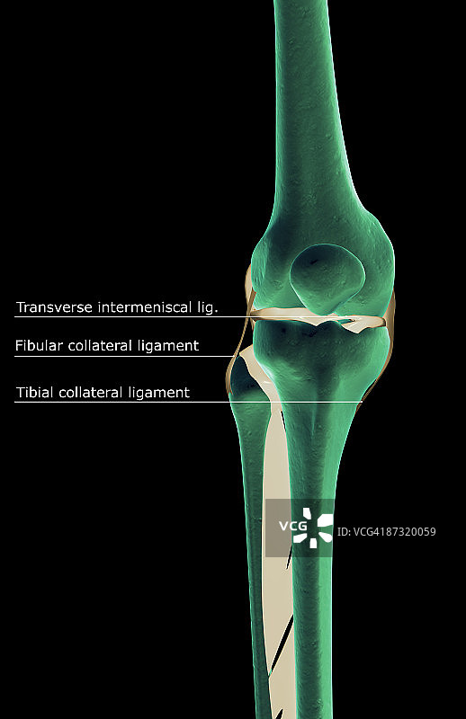 膝盖的韧带图片素材