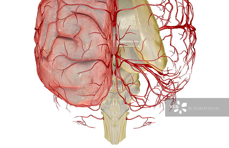 大脑动脉图片素材