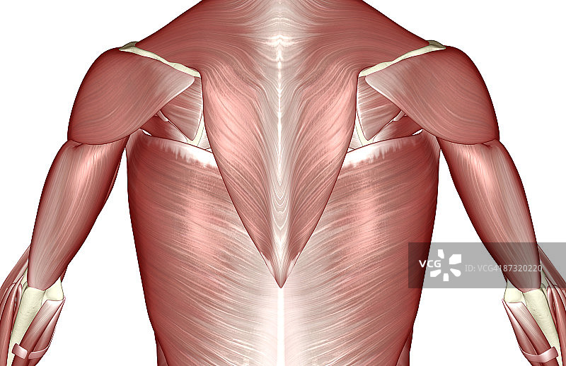 上半身肌肉图片素材