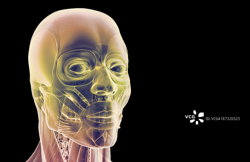 头部和面部肌肉图片素材