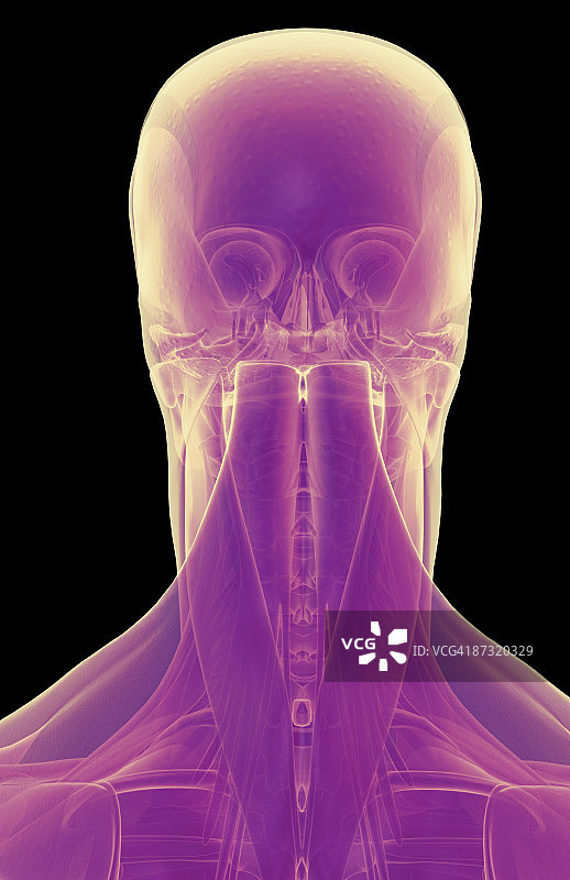 头部和颈部肌肉图片素材