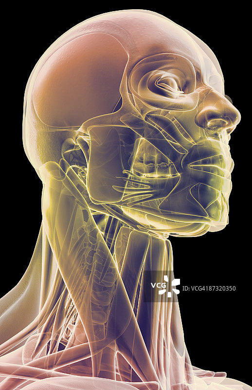 头部和颈部肌肉图片素材