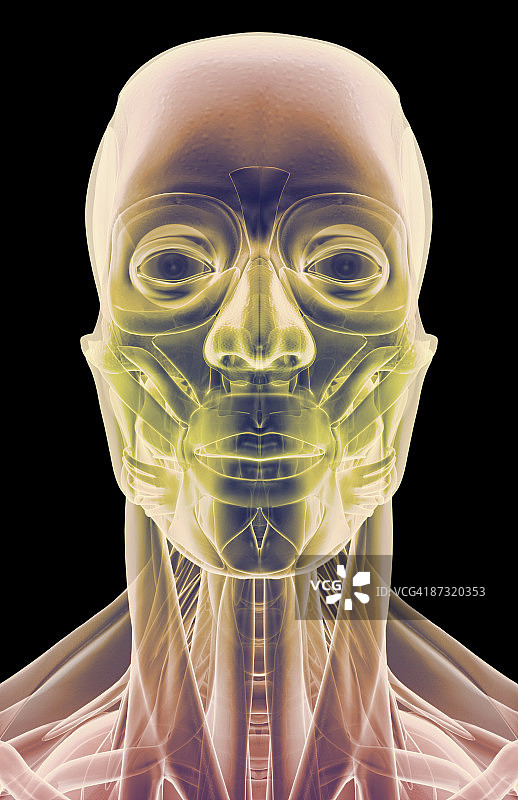 头部、颈部和面部肌肉图片素材