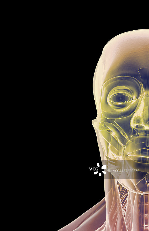 面部肌肉结构图片素材