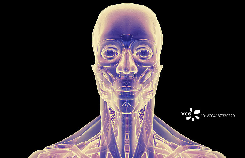 头部和颈部肌肉图片素材