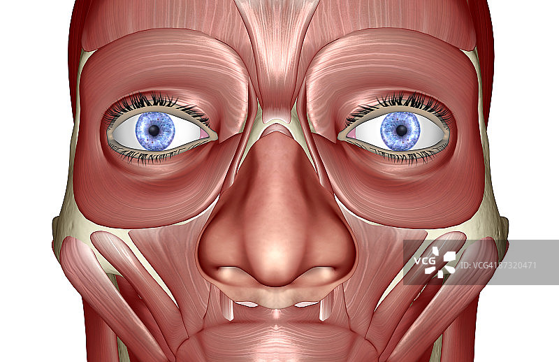 面部肌肉结构图片素材