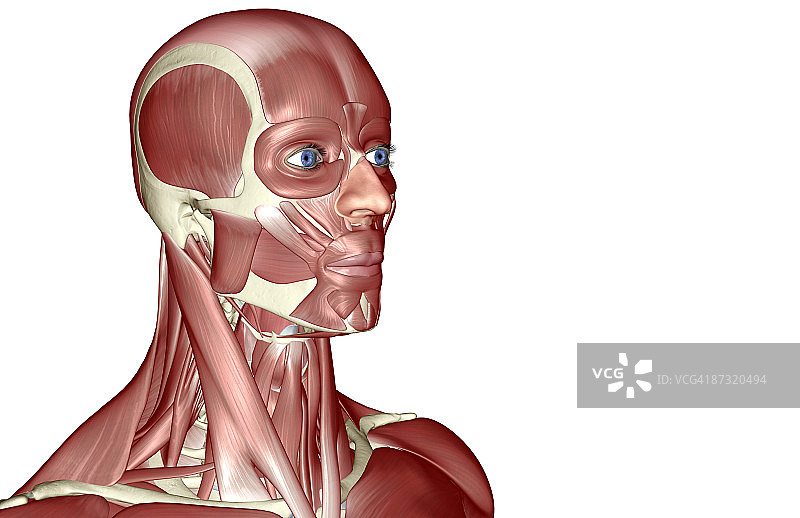头部和颈部肌肉图片素材
