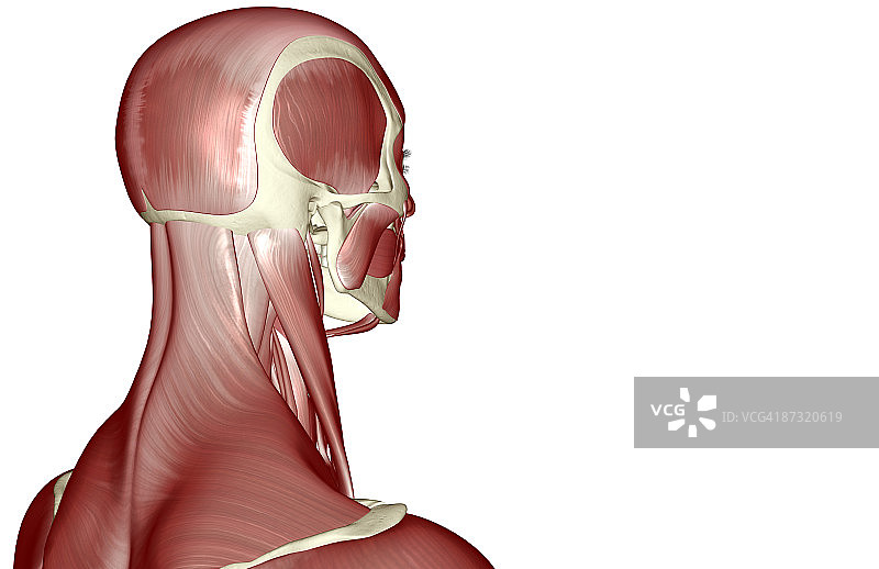 头部和颈部肌肉图片素材