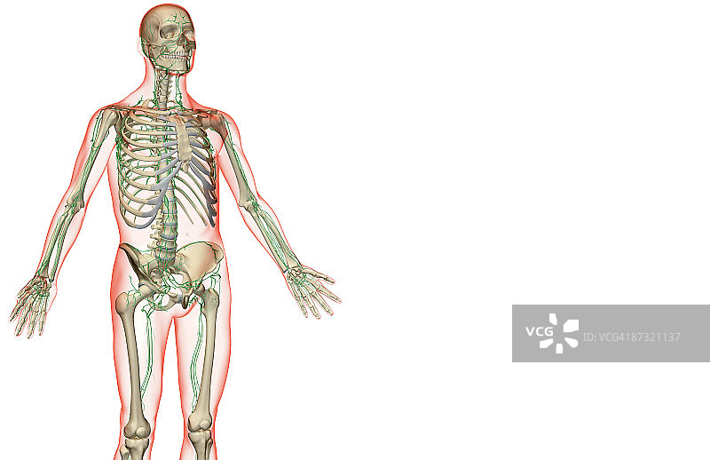 上半身的淋巴供应图片素材
