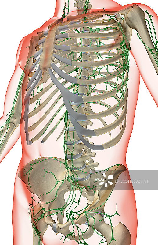 躯干的淋巴供应图片素材