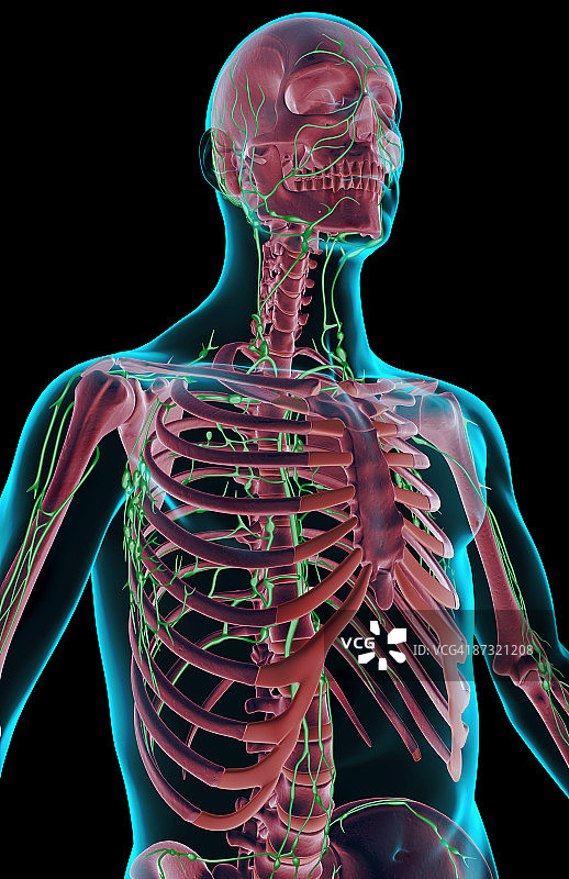 上半身的淋巴供应图片素材