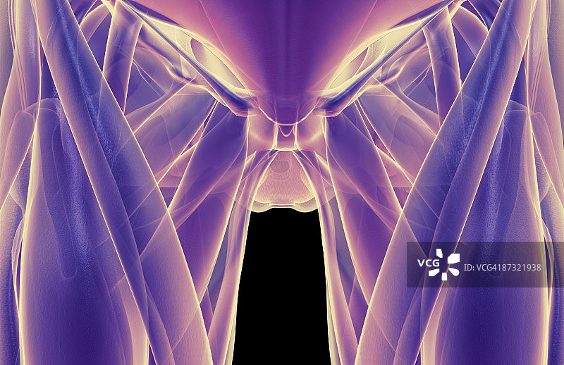 骨盆肌肉图片素材