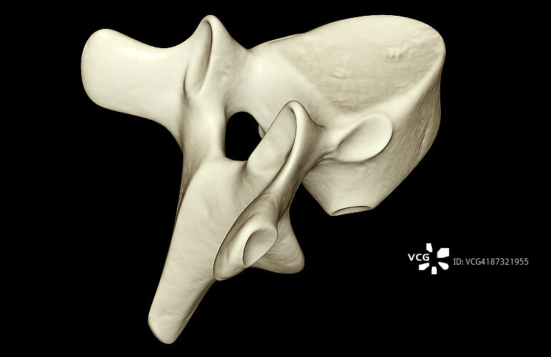 脊椎骨图片素材
