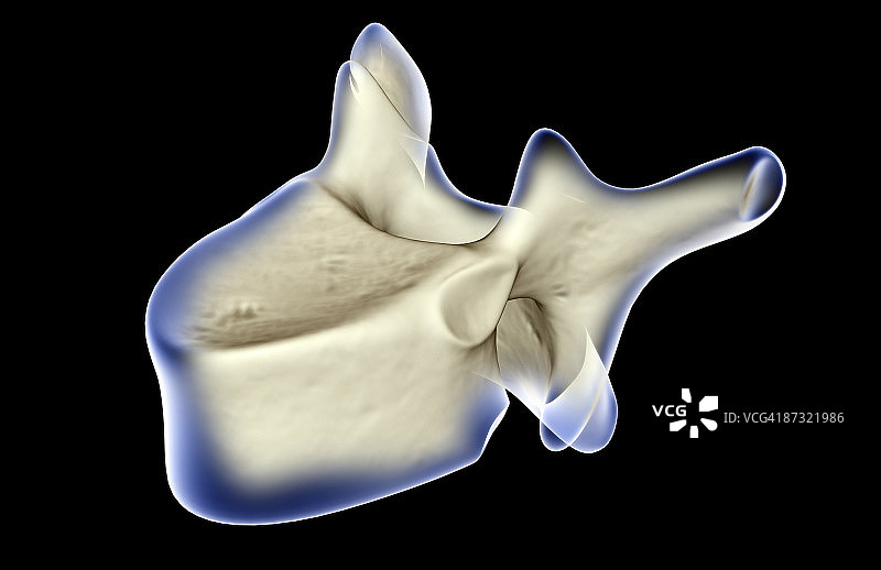 脊椎骨图片素材