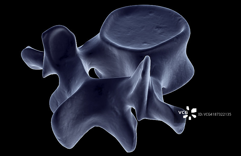 腰椎图片素材