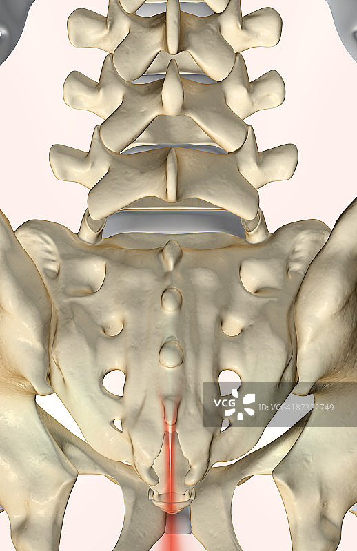 骶椎骨骼图片素材