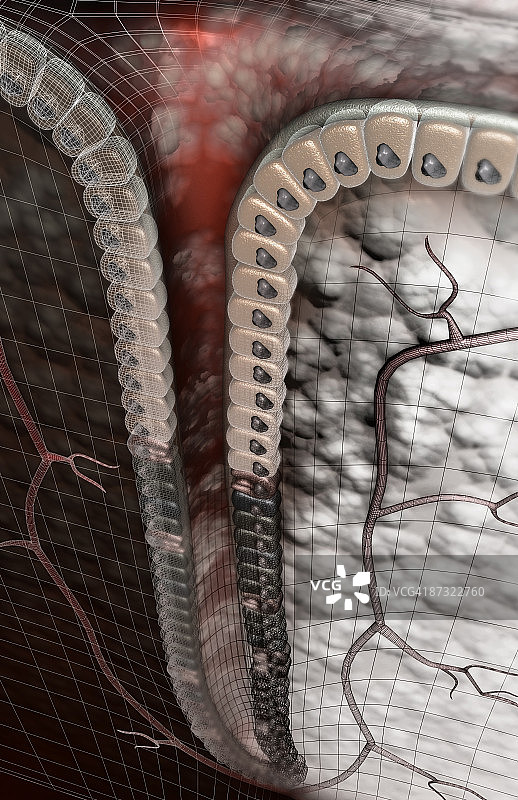 胃小凹图片素材