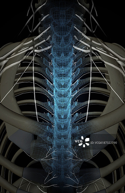 上半身神经图片素材