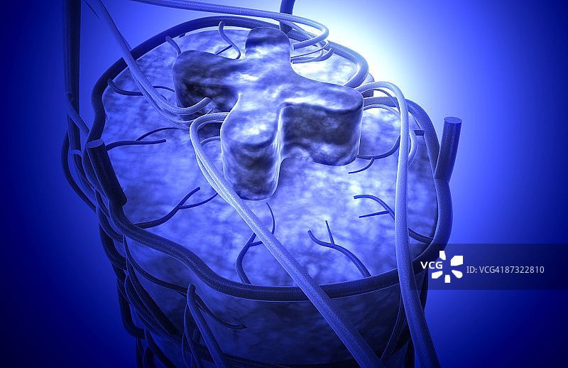 脊柱动脉图片素材