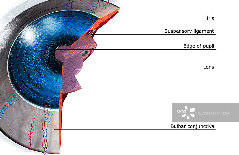 眼睛的剖面解剖图片素材