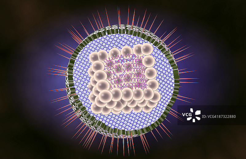 疱疹病毒图片素材