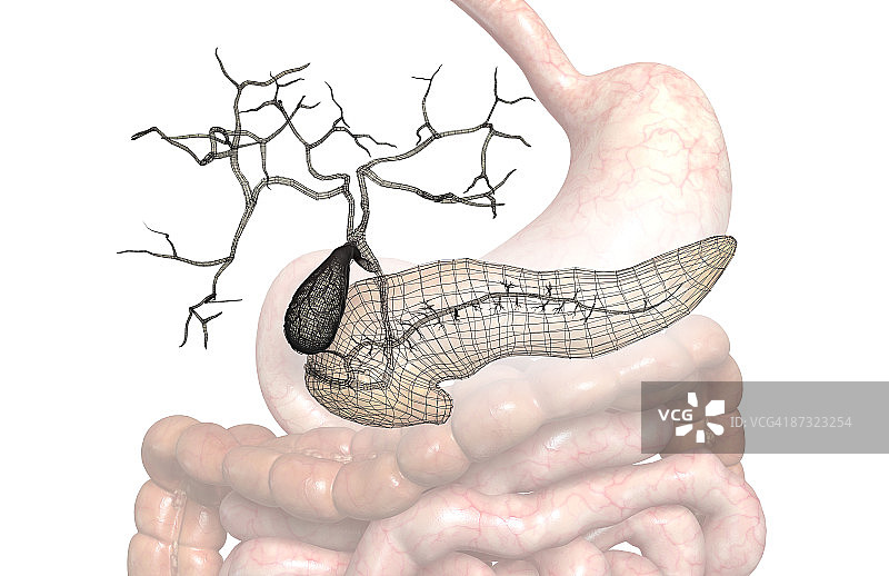 辅助消化器官图片素材