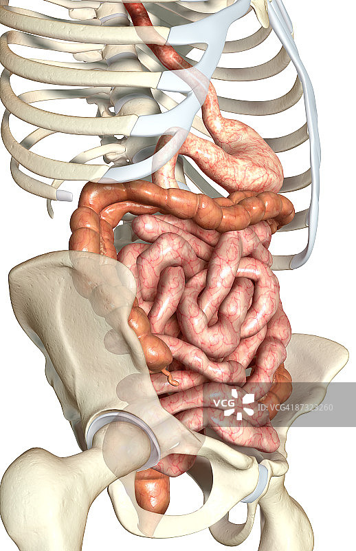 消化系统图片素材