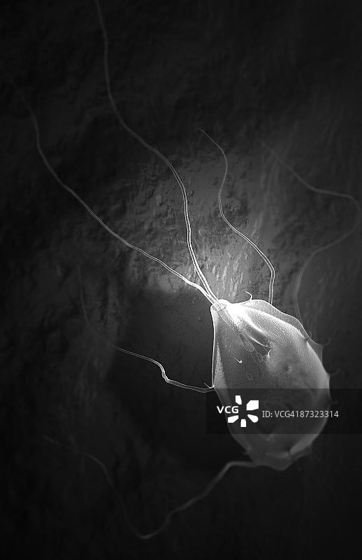 贾第鞭毛虫病图片素材